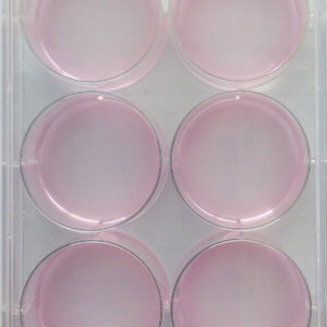 Hydrogel-Coated Multi-Well Plates